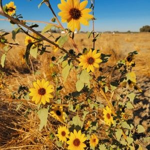 Meet your Posher, Serina